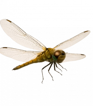 Dragonfly