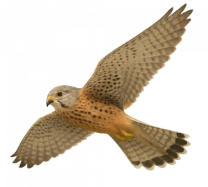 Kestrel