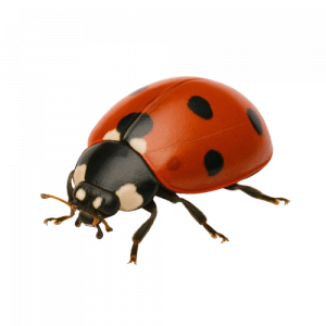 Ladybird
