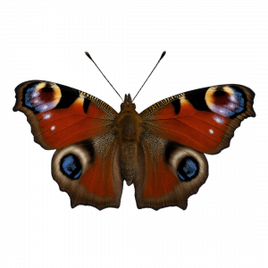 Peacock Butterfly