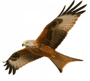 Red Kite